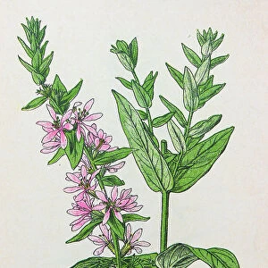 Antique botany illustration: Purple Loosestrife, Lythrum salicaria