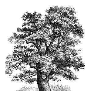 Antique botany illustration: Quercus robur, oak