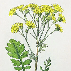 Antique botany illustration: Ragwort, Senecio jacobaea