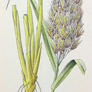 Antique botany illustration: Reed, Phragmites communis