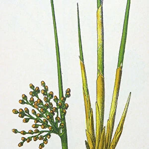 Antique botany illustration: Rush, Juncus effusus