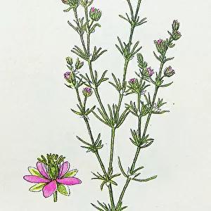 Antique botany illustration: Sandwort Spurrey, Spergularia rubra