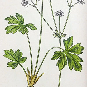 Antique botany illustration: Sanicle, Sanicula Europaea