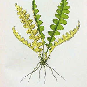 Antique botany illustration: Scale fern, Asplenium ceterach
