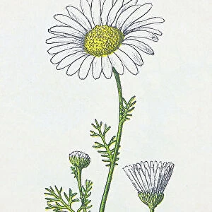 Antique botany illustration: Scentless Mayweed, Matricaria inodora
