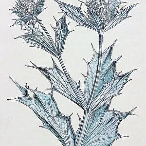 Antique botany illustration: Sea Holly, Eryngium maritimum