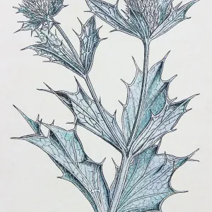 Antique botany illustration: Sea Holly, Eryngium maritimum