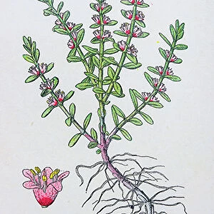 Antique botany illustration: Sea Milkwort, Glaux maritima