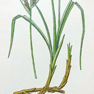 Antique botany illustration: Sea Sedge, Carex arenaria