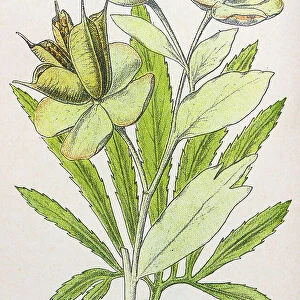 Antique botany illustration: Setterwort, Stinking Hellebore, Helleborus foetidus