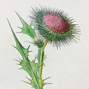 Antique botany illustration: Spear Plume Thistle, Cnicus lanceolatus