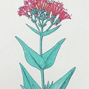 Antique botany illustration: Spur valerian, Centranthus ruber