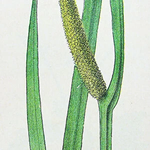 Antique botany illustration: Sweet Flag, Acorus calamus