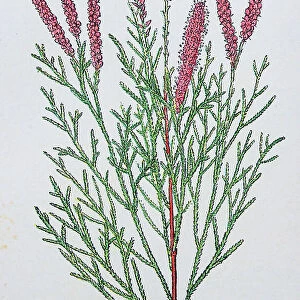 Antique botany illustration: Tamarisk, Tamarix Gallica