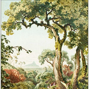 Antique botany illustration: Tropical parasitic plants