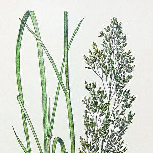 Antique botany illustration: Tufted Hair Grass, Deschampsia caespitosa