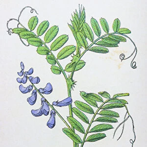 Antique botany illustration: Tufted Vetch, Vicia cracca