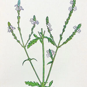 Antique botany illustration: Vervain, Verbena officinalis