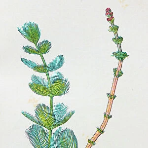 Antique botany illustration: Water Milfoil, Myriophyllum spicatum