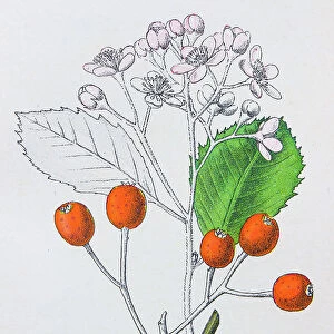 Antique botany illustration: White beam, Pyrus aria