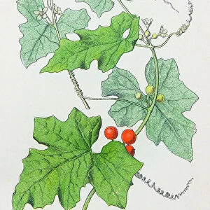 Antique botany illustration: White Bryony, Bryonia dioica