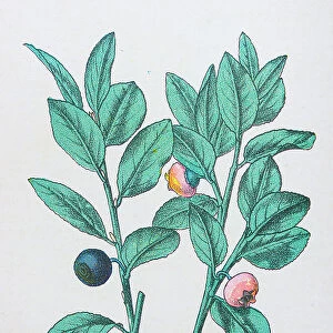 Antique botany illustration: Whortleberry, lingonberry, Vaccinium myrtillus