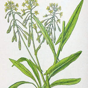 Antique botany illustration: Woad, Isatis tinctoria