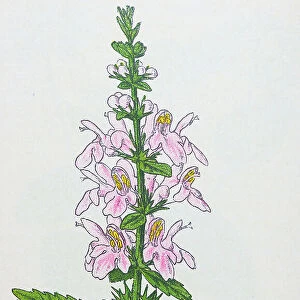 Antique botany illustration: Woundwort, Stachys sylvatica