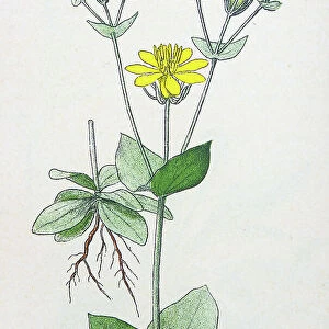 Antique botany illustration: Yellow Wort, Chlora Perfoliata