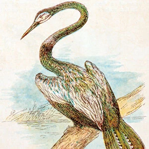 Antique children book illustrations: Darter snakebird