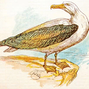 Antique children book illustrations: Albatross