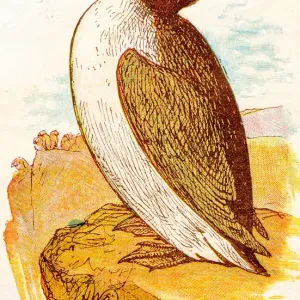 Antique children book illustrations: Puffin Antique children book illustrations: Puffin