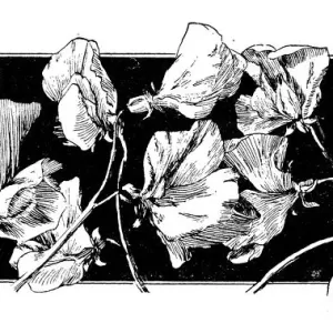 Antique Floral Print Antique Floral Print