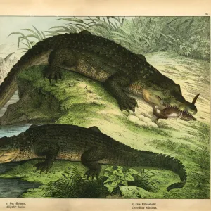 Antique chromo-lithograph with Crocodile and Alligator, Kirbys Natural History of