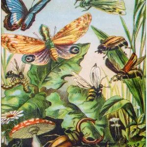 Antique Color Illustration Print from German Children's Fable Book Antique Color Illustration Print from German Children's Fable Book