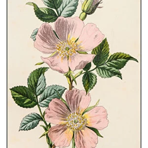 Antique color plant flower illustration: Rosa canina (dog rose)