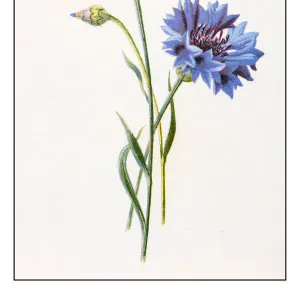 Antique color plant flower illustration: Centaurea cyanus (bluebottle, cornflower)