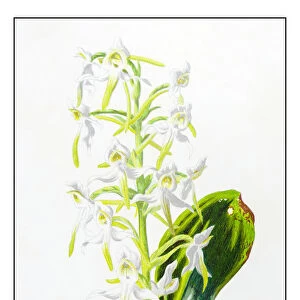 Antique color plant flower illustration: Platanthera bifolia (lesser butterfly-orchid)