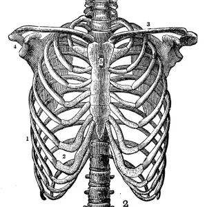 Ilustración de grabado antigua: Caja torácica. Ilustración de grabado antigua: Caja torácica.