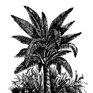 Antique household book engraving illustration, ingredients: Sago palm