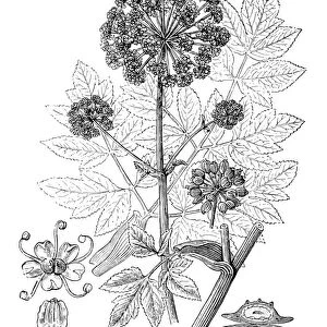 Antique illustration of Angelica archangelica (Garden Angelica, Holy Ghost)