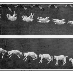 Antique illustration: Cat landing