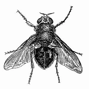 Antique illustration of fly