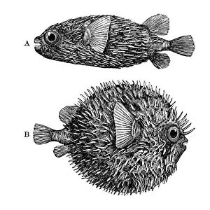 Antique illustration of Globe-fish (Diodon maculatus)