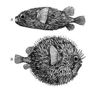 Antique Globe-fish Print Antique Globe-fish Print