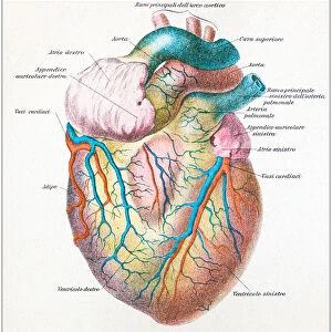 Antique illustration of human body anatomy: Human heart