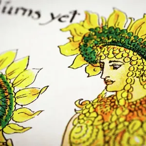 Antique illustration of humanized flowers and plants: Sunflower