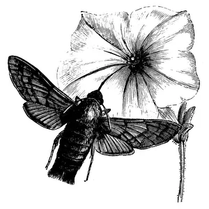 Antique illustration of Hummingbird hawk-moth (Macroglossum stellatarum) feeding on flower