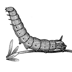 Antique illustration of Hummingbird hawk-moth caterpillar Antique illustration of Hummingbird hawk-moth caterpillar