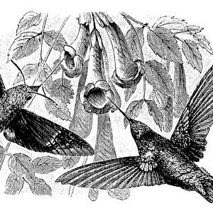 Antique illustration of Hummingbird and Hummingbird hawk-moth